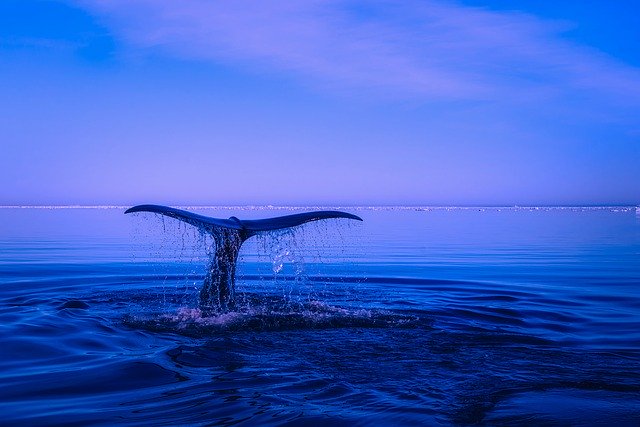 nage avec baleine ile de la reunion